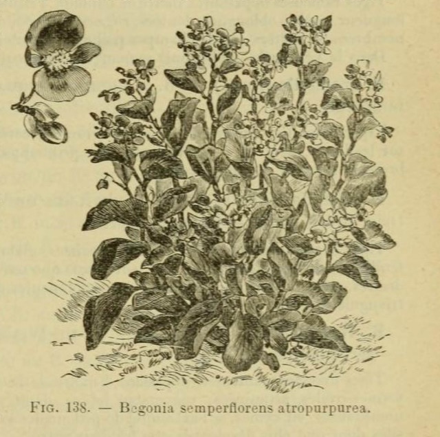 B. ‘Atropurpurea’